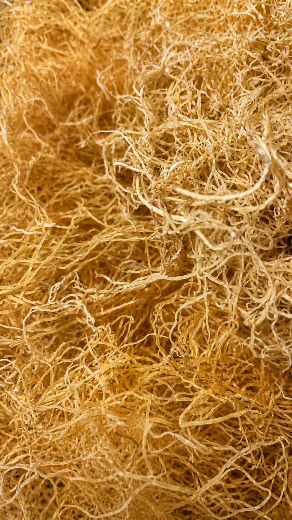 Organic Gold Sea Moss (Wildcrafted, Dried)